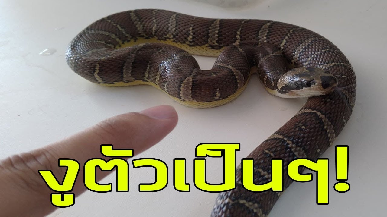 ไอบูมกับการจับงูของจริง