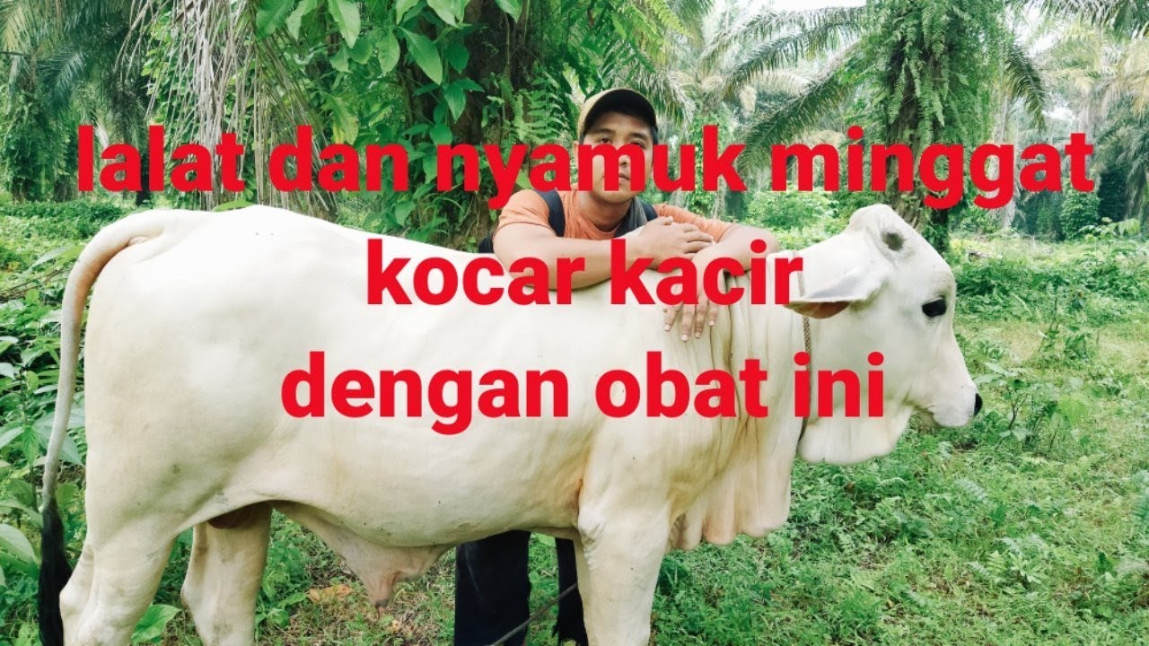 ampuuh..!! cara mengusir lalat pada sapi. @TukangAngon-qp9hq