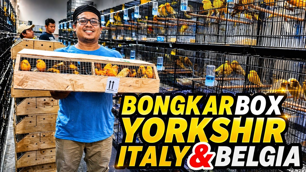 UNBOX BOXING‼️YORKSHIRE Canary with ITALY and BELGIUM ring, BIG body...