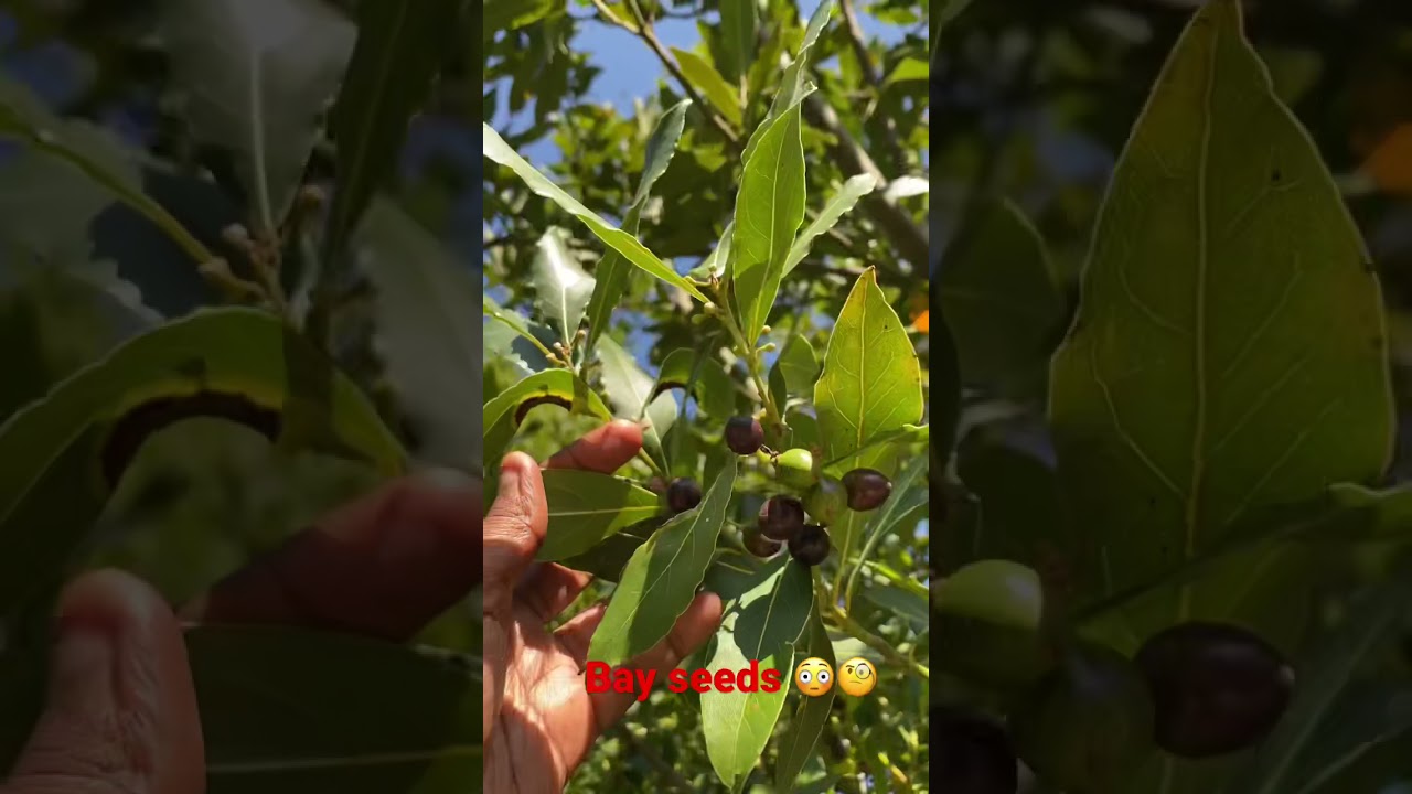 Who knew bay trees produce seeds which later drop and grow new plants 😳