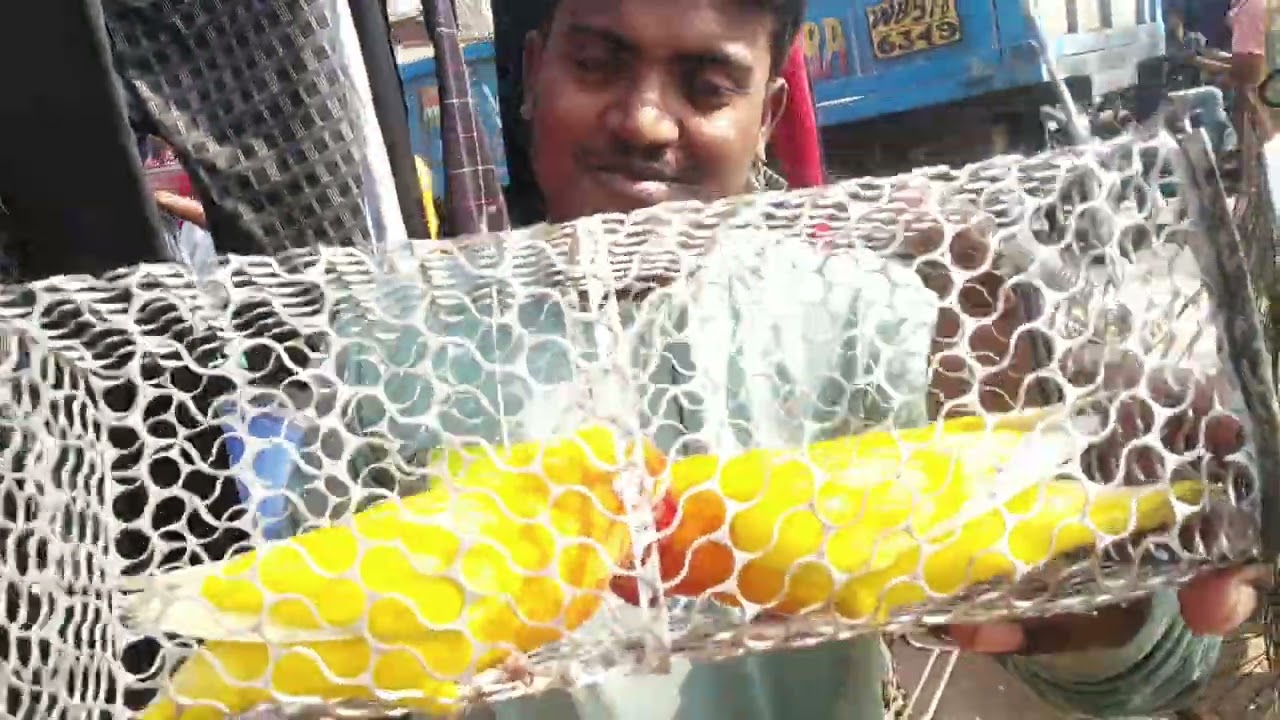 Umarpur Birds Market MSD#cocktails #budgies #lovebirds #rampurhatbirds