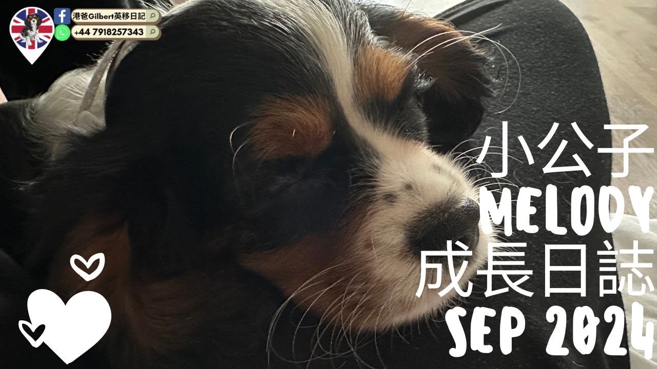小公子Melody成長日誌 SEP 2024 #英國毛孩 #CavalierKingCharles