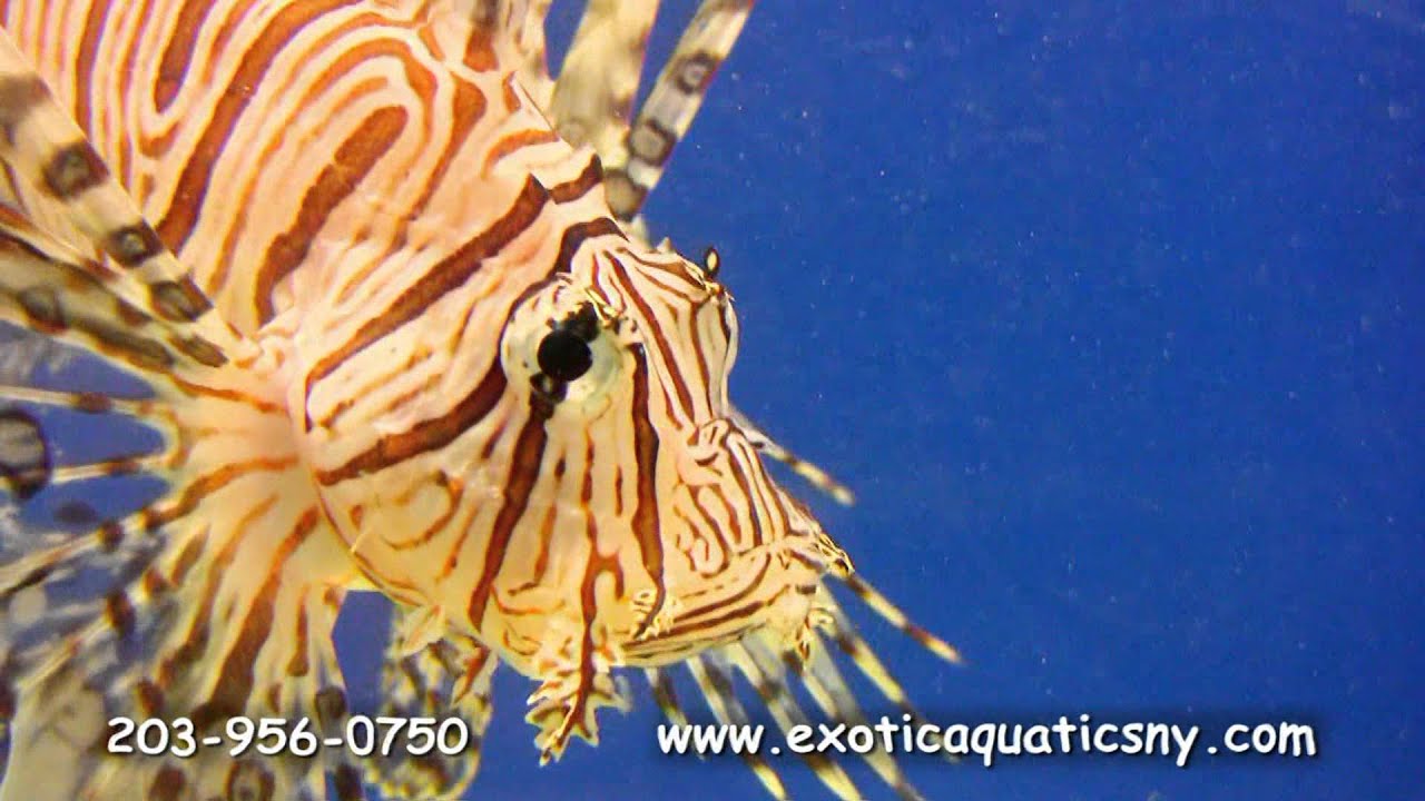 EXOTIC AQUATICS commercial