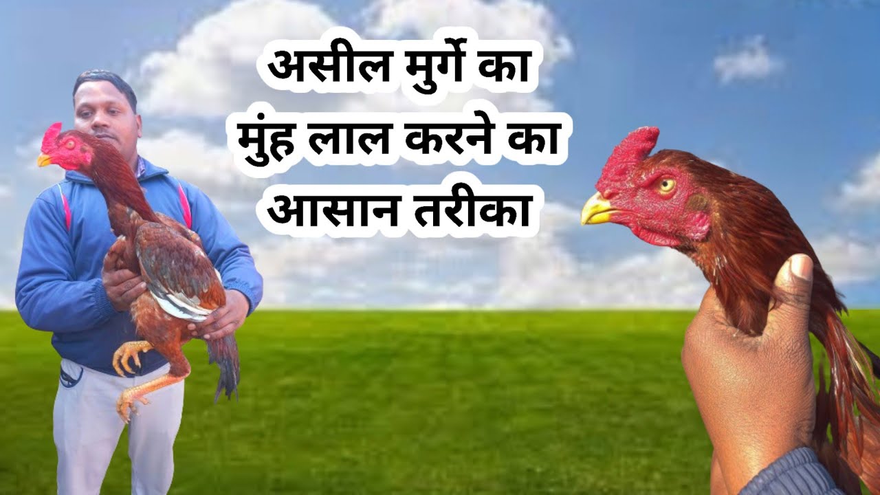 असील मुर्गे को लाल करने का तरिका | Muruga face lal karni ka tarika || aseel murga ki bast khurak