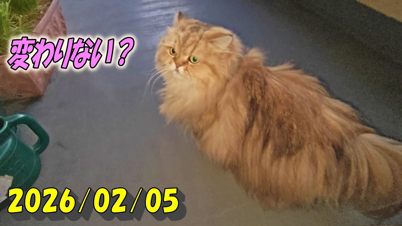 何度も繰り返して何も変わったところの無いバルコニーを確認するひとみ　Persian cat Hitomi's relaxing days　2026/02/05