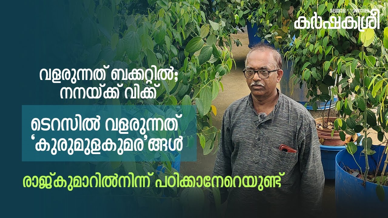 ടെറസിൽ ‘കുരുമുളകുമര’ങ്ങൾ; വളരുന്നത് ബക്കറ്റിൽ; നനയ്ക്ക് വിക്ക്– രാജ്കുമാറിൽനിന്ന് പഠിക്കാനേറെയുണ്ട്