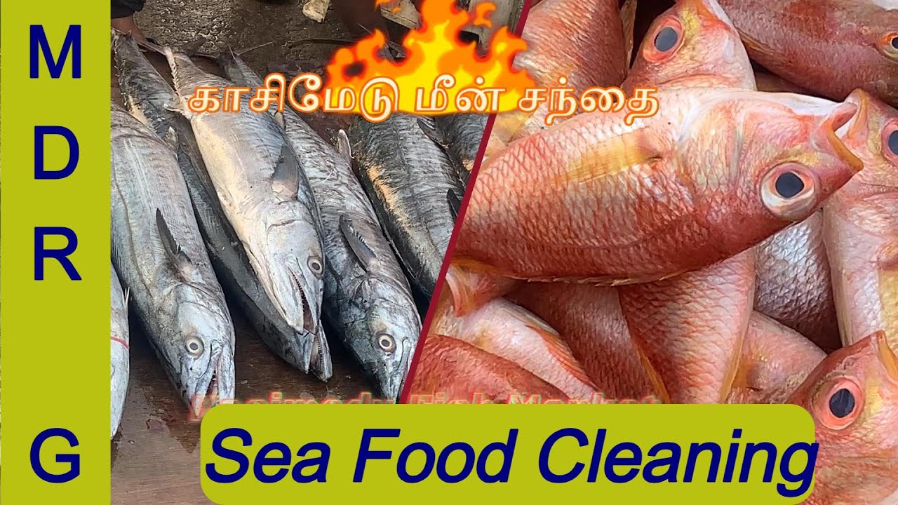 காசிமேடு மீன் சந்தை / Kasimedu Fish Market full visit
