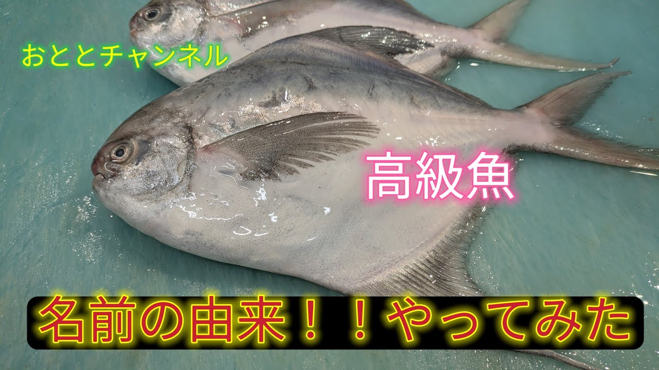 [魚の捌き方]マナガツオ捌き方