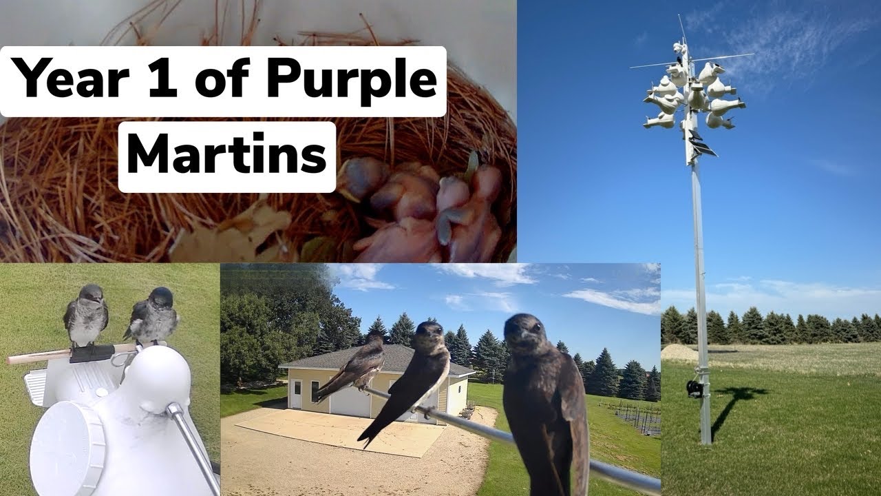 From Setup to Success: My First Year with Purple Martins | My Backyard Friends