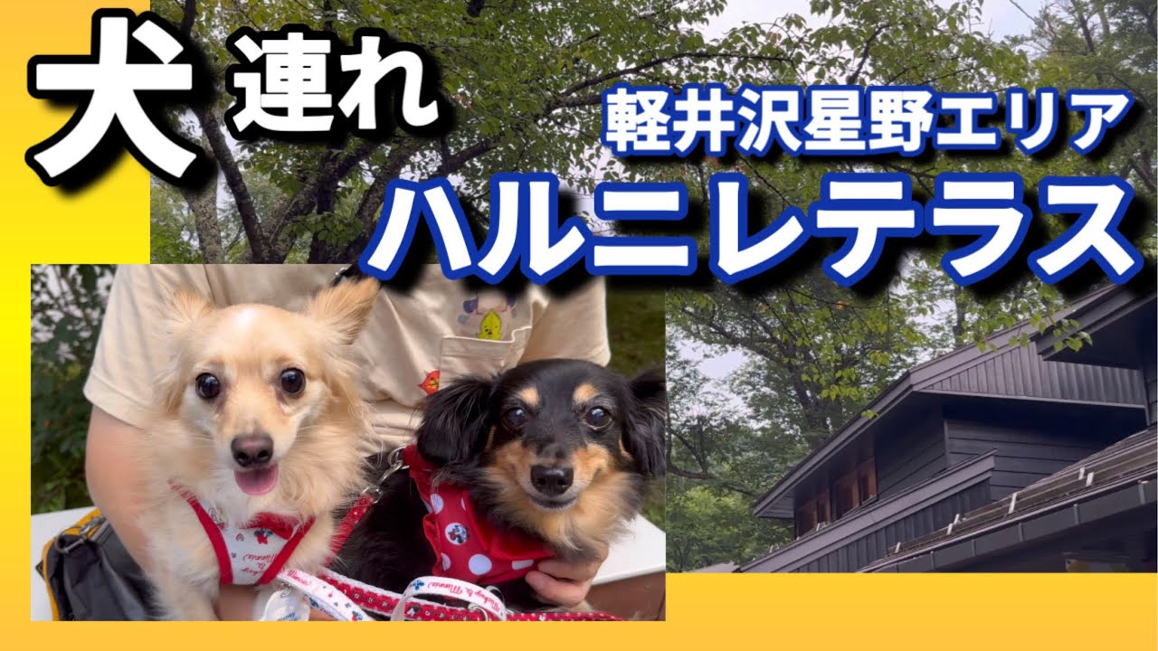 【犬連れ】【軽井沢星野エリア/ハルニレテラス】今年も行ってみた【チワックスるなときなこ】