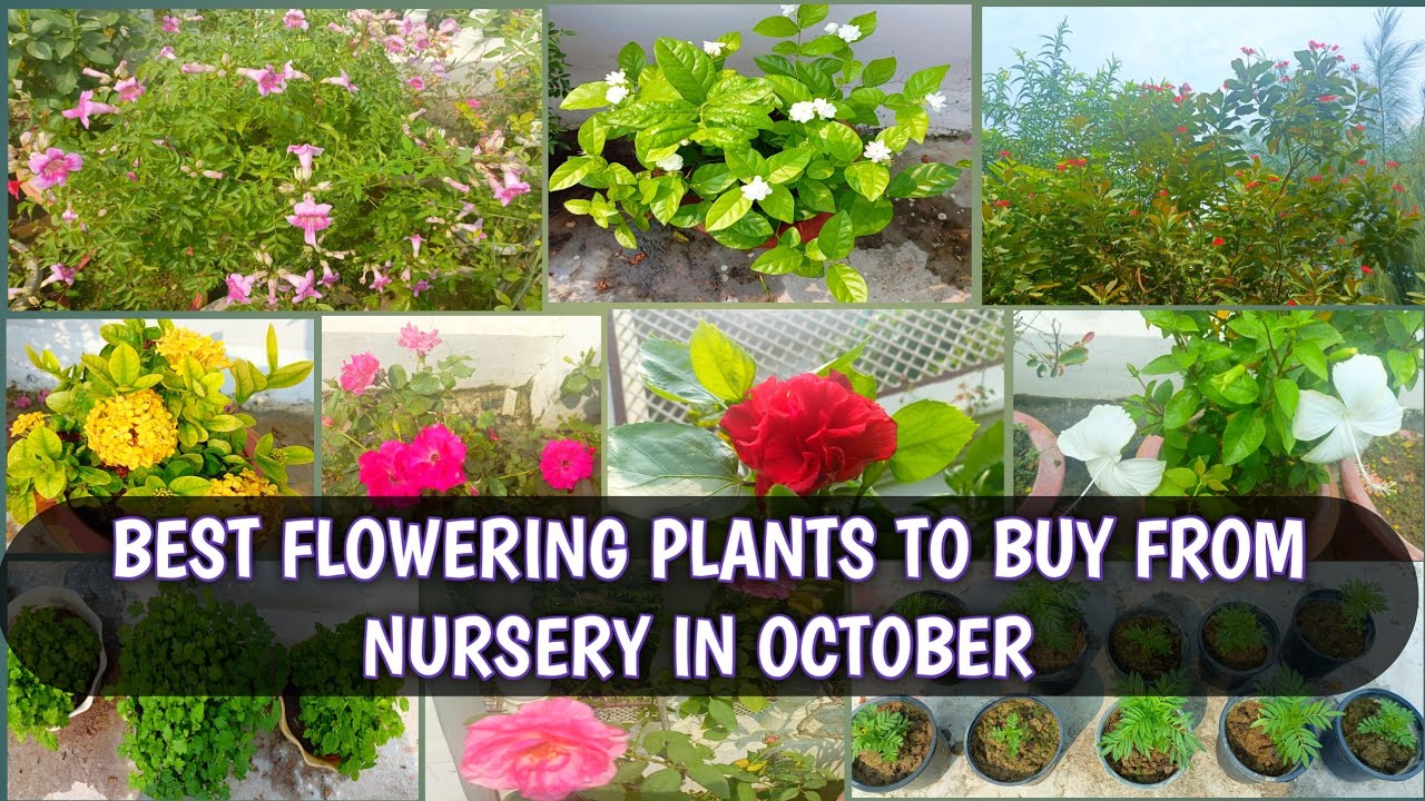 BEST FLOWERING PLANTS TO BUY FROM NURSERY IN OCTOBER | BEST FLOWERING PLANTS FOR OCTOBER 🌸🌹