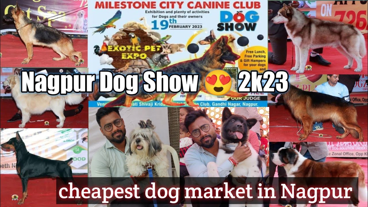 Biggest Dog Show In Nagpur 😍 ( Maharashtra ) Cheapest dog market low price puppy @ashishpetsworld