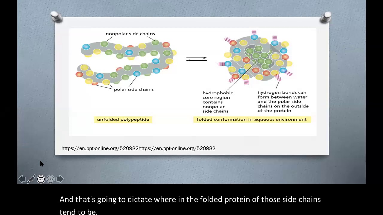 Intermolecular forces in protein tertiary structure