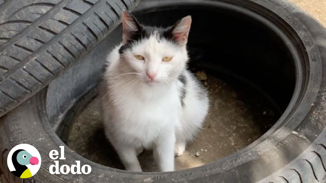 Gato callejero espera a este chico en el trabajo todas las mañanas por 2 años | Cat Crazy | El Dodo