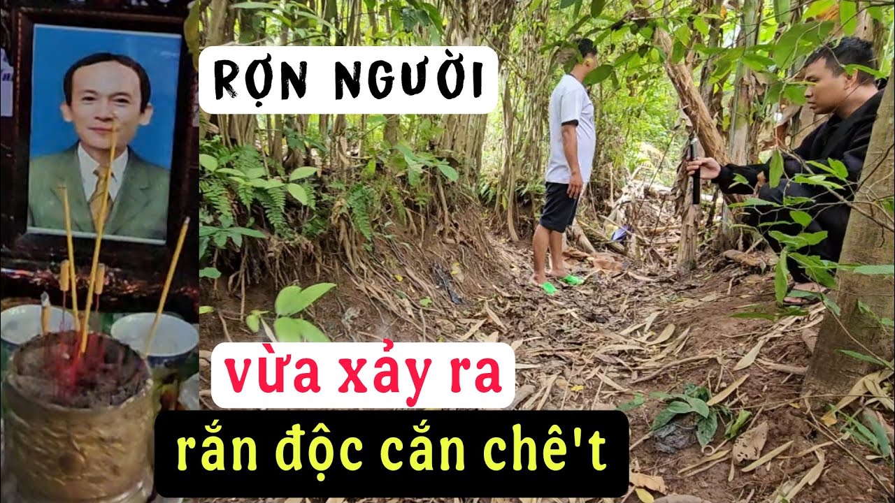 Chấn động vùng quê rắn độc că'n chê't người đàn ông đi bắt ếch ở Đồng Tháp