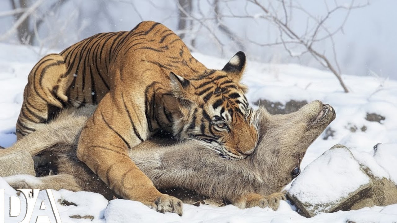 Documental De Naturaleza: Un Paso En Falso Bajo Las Leyes De Siberia | DocuAnimales