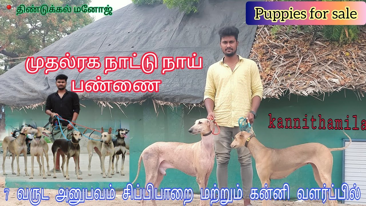 திண்டுக்கல் மனோஜ் அவர்களின் நாட்டு நாய் பண்ணை // top quality puppies available