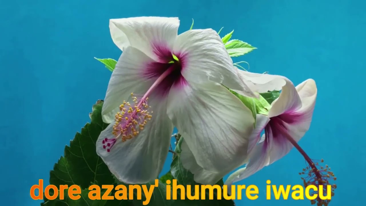 NIMUTEGURE INZIRA By PADIRI Pierre Damien DUSHIMYIMANA ft PUERI CANTORES MUHATO