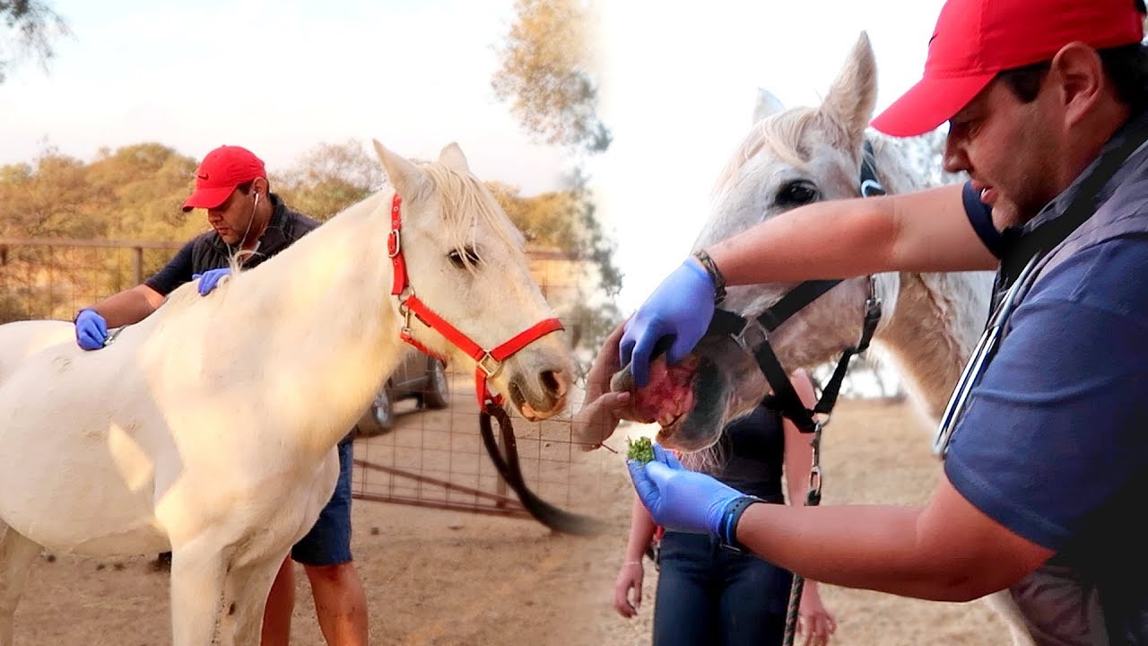 Gaan deze verwaarloosde paarden het redden? | Los Caballos Luna #14