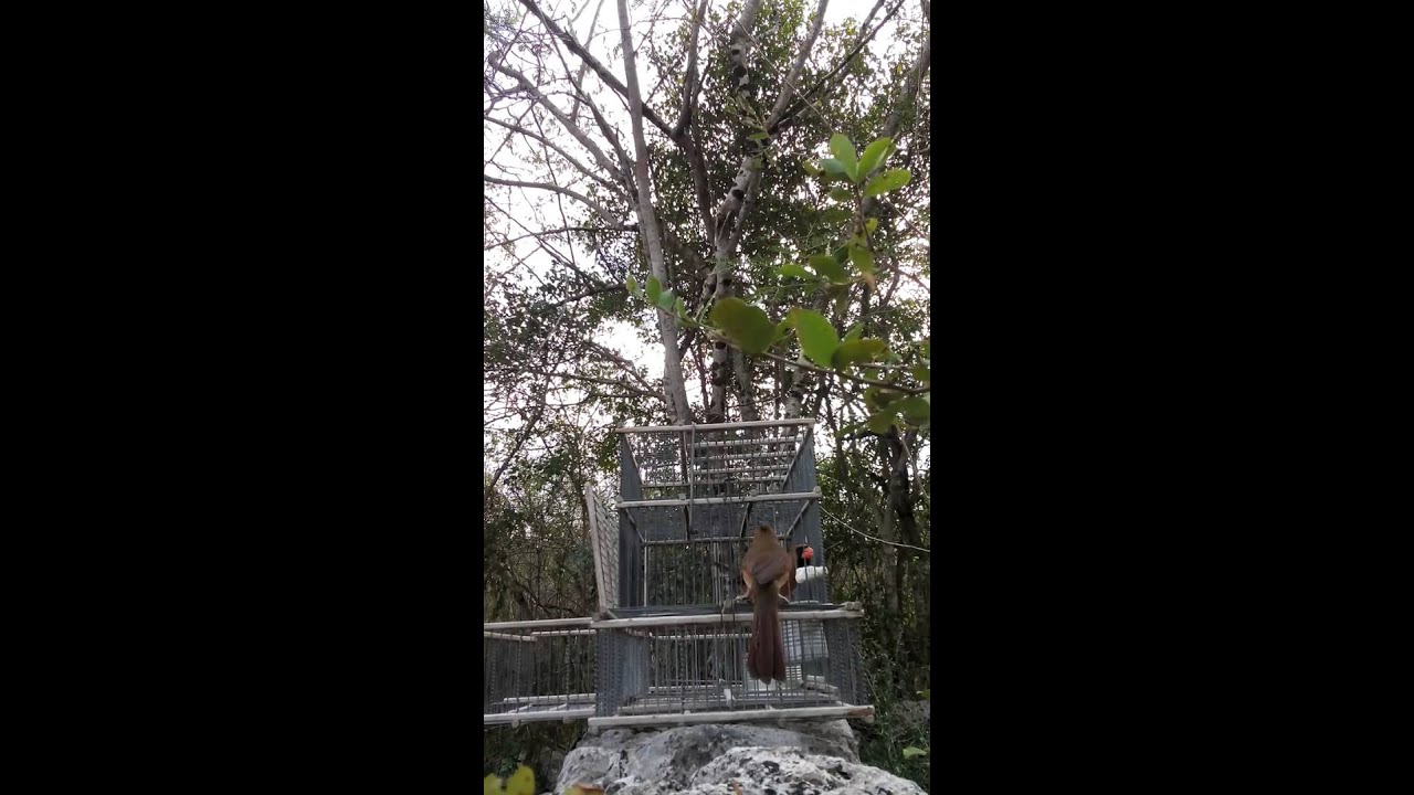 Mi cardenala