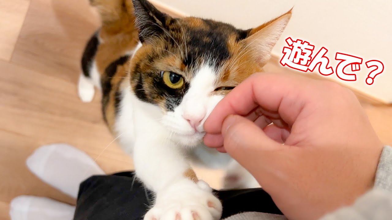 どうしても遊んでほしいメス猫のあざと過ぎるアピール