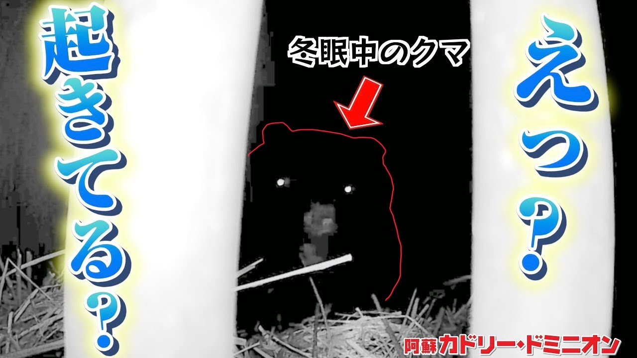 冬眠中の熊を暗視カメラで撮影すると…おもしろい事実が判明！