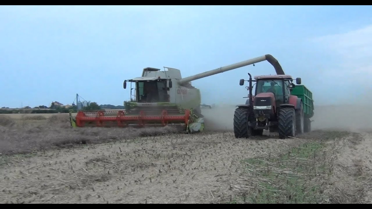 Nowy nabytek Claas Lexion 550 - Koszenie wyległego rzepaku 2024