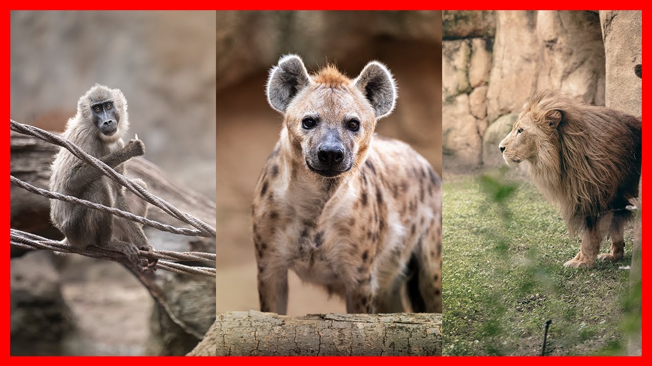 POV PHOTOGRAPHY AT THE ZOO | 70-200mm 2.8