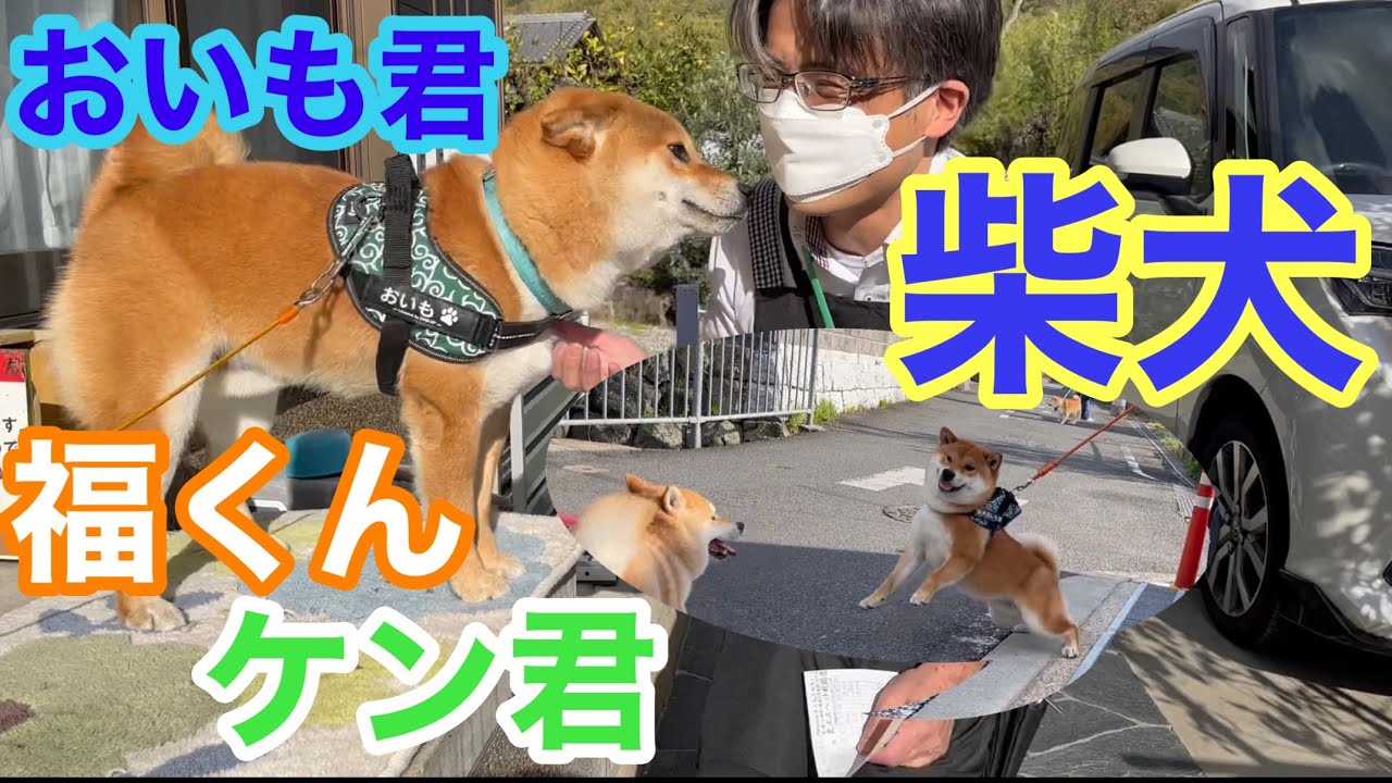 【柴犬】配達員さんと柴犬の集い