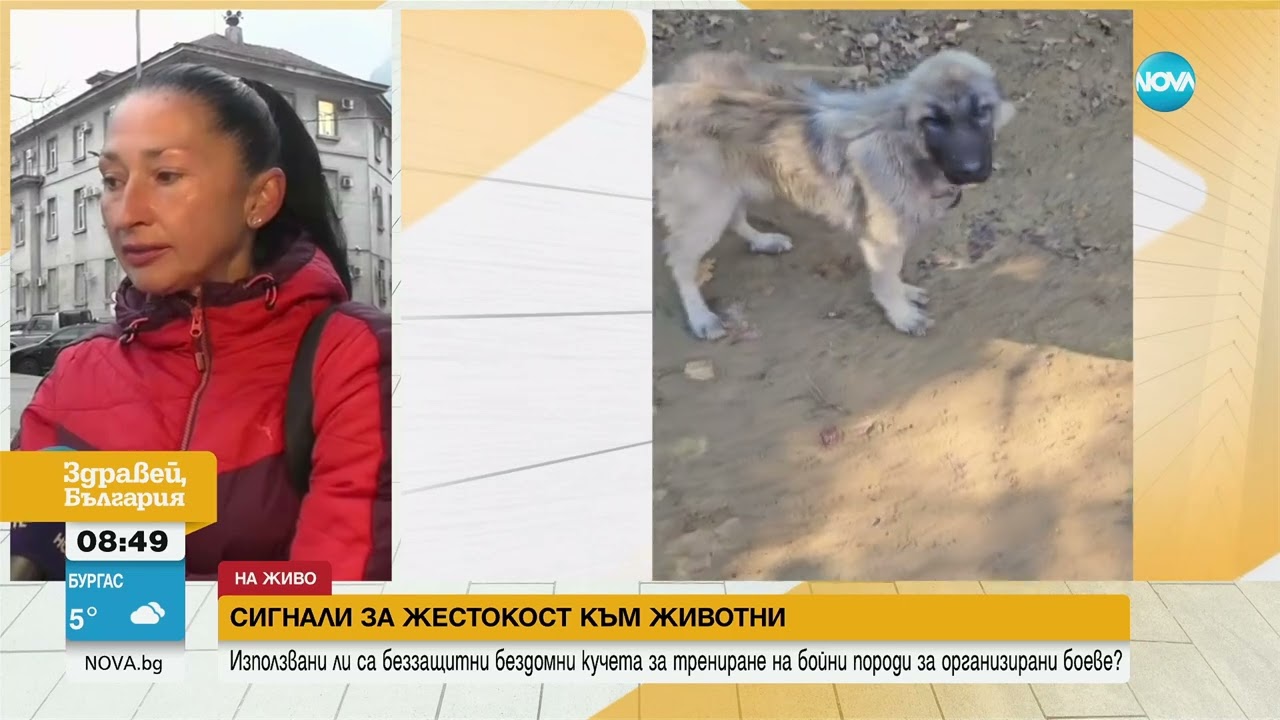 Използвани ли са бездомни животни в Якоруда за тренировка на кучета, готвени за боеве