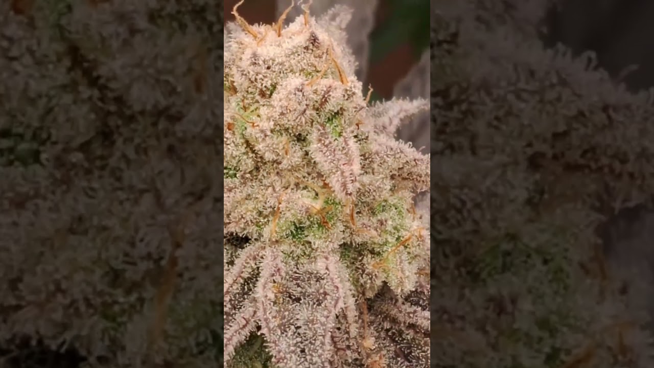 Slim 750S Grow Maximum resinous buds @monarchgarden_420