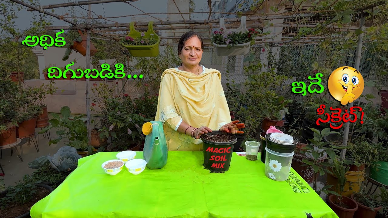 అధిక దిగుబడికి... ఇదే సీక్రెట్! | My Secret for High Yield! #gardening #garden #nature #food #soil 