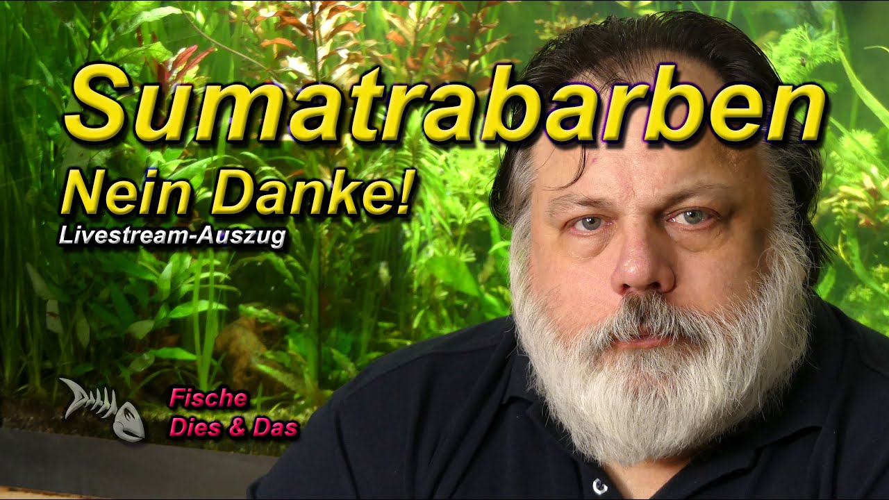 Warum ich keine SUMATRABARBEN mag (Puntigrus cf. tetrazona oder Puntigrus anchisporus?)