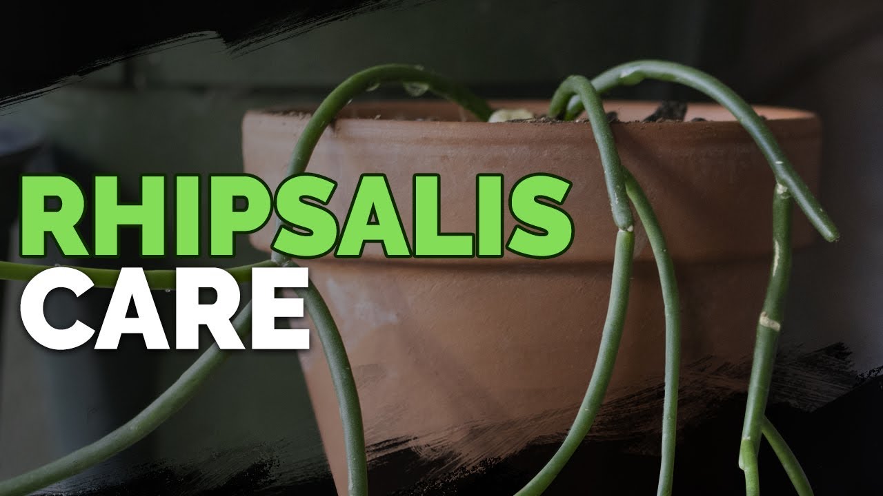 Rhipsalis Care: Growing the Jungle Cacti