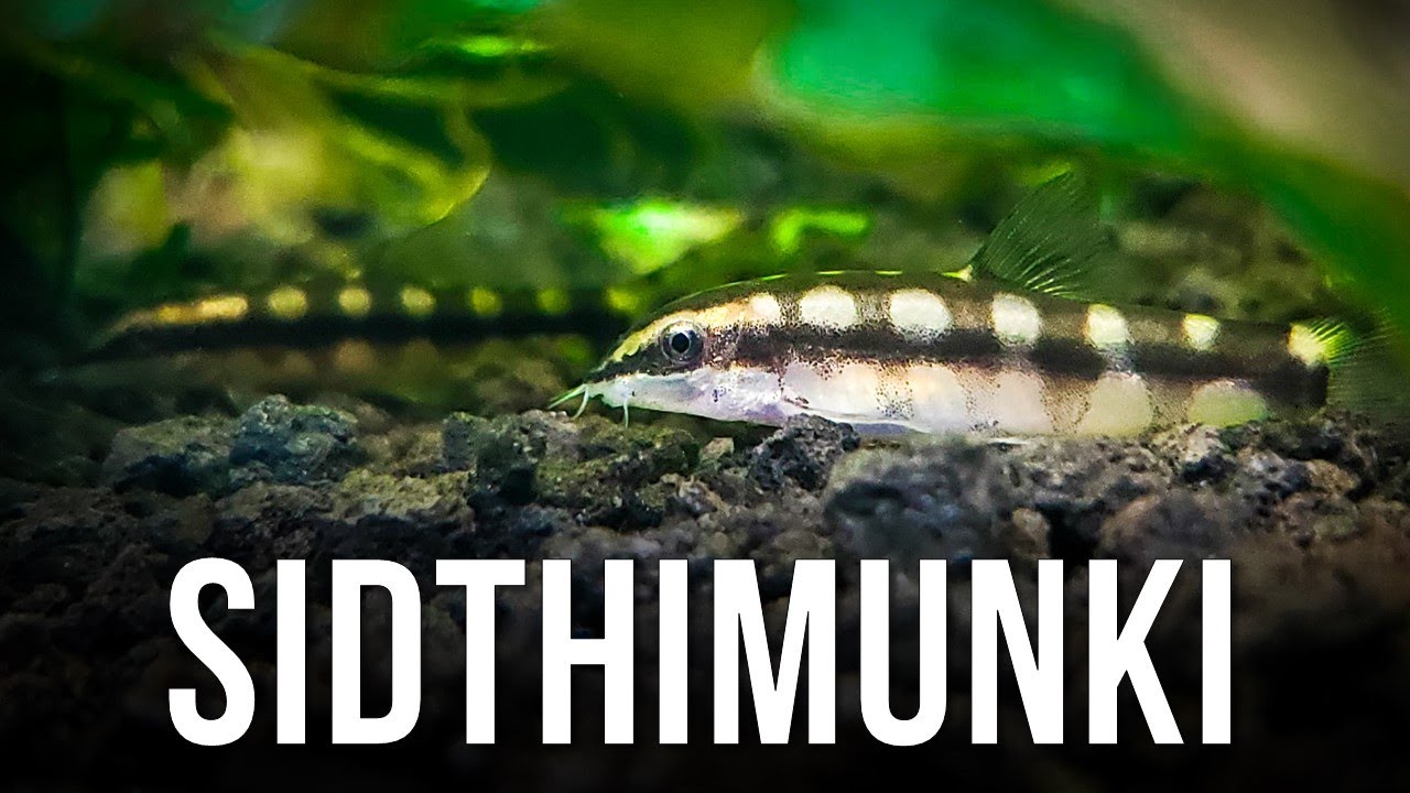 Dwarf Chain Loaches – Best Nano Fish for Eating Snails?