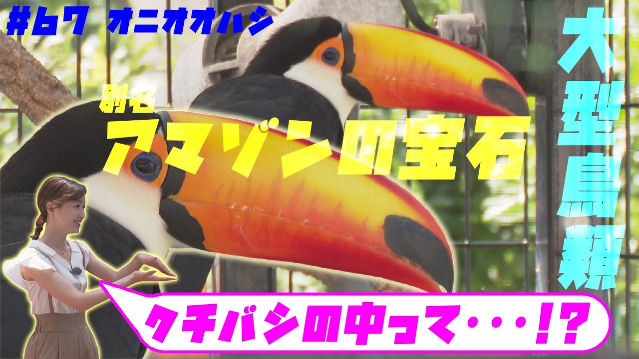 【ペットずかん】オニオオハシ編　#67　2023年8月22日放送