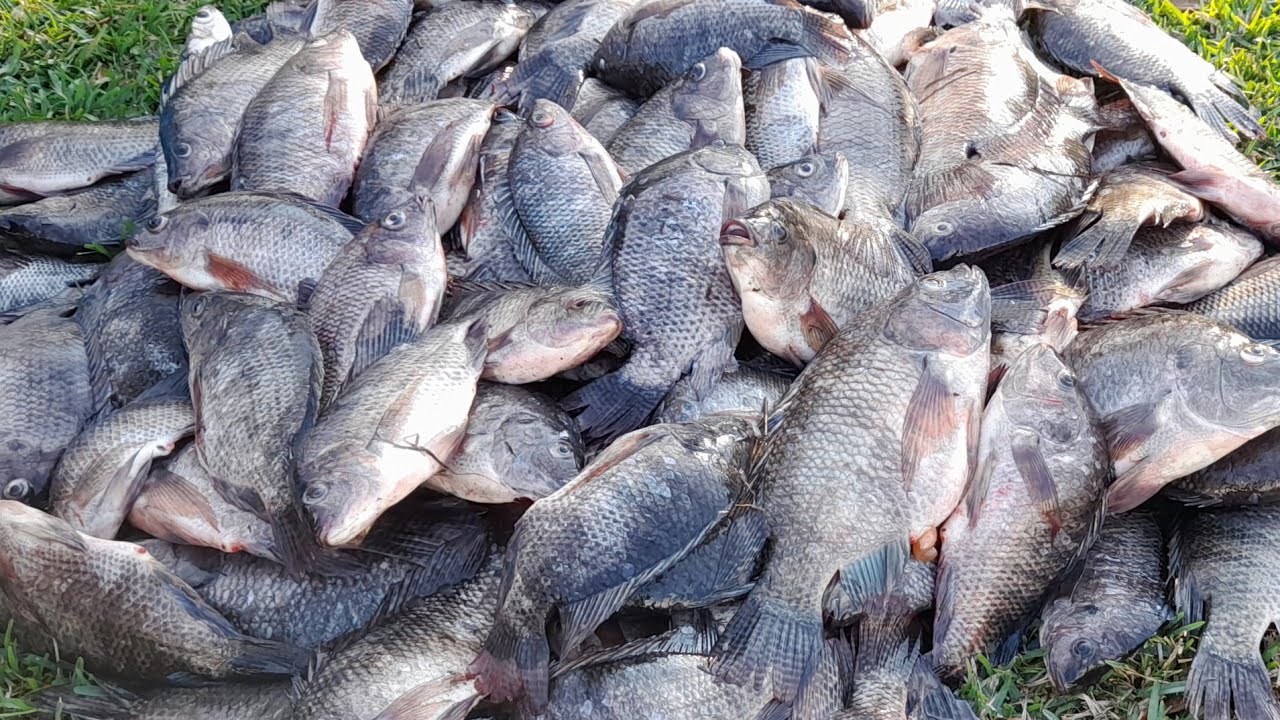 Castnetting HUNDREDS Of TILAPIAS In Florida