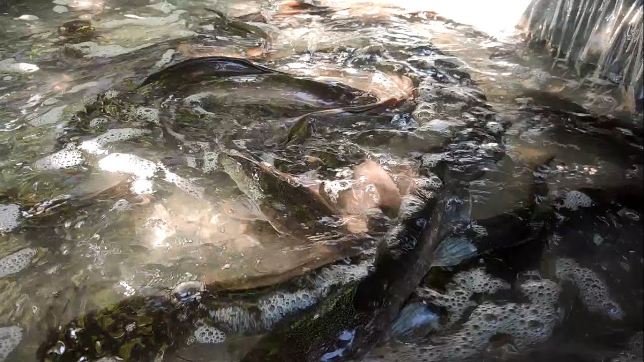 amazing fishing! a lots of fish come out catch by best hand by a fisherman skill 2022#fishing