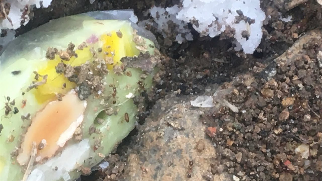 Ants eat candy