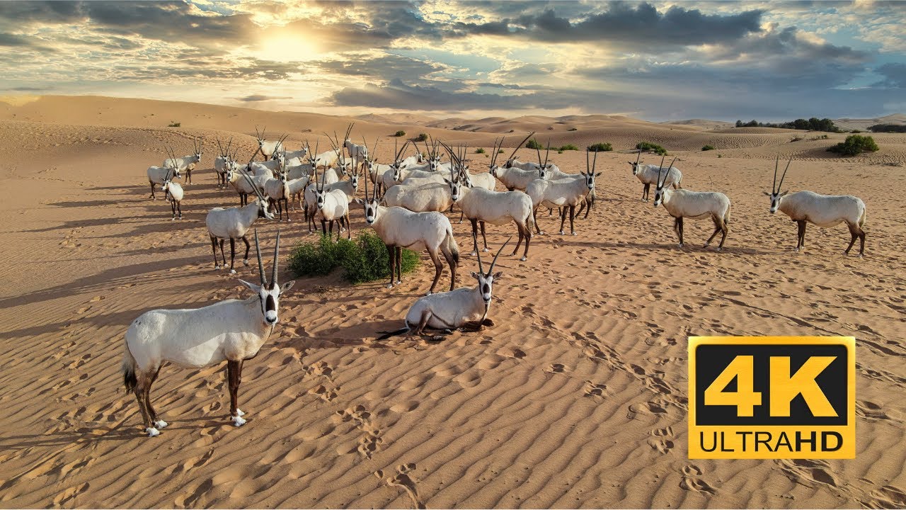 Arabian Oryx |Telal Resort Conservation | Abu Dhabi-Al Ain |