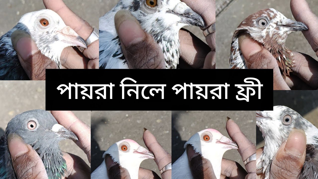 পায়রা নিলে পায়রা ফ্রী আজকে #viral #pigeon #kabutar #sale 