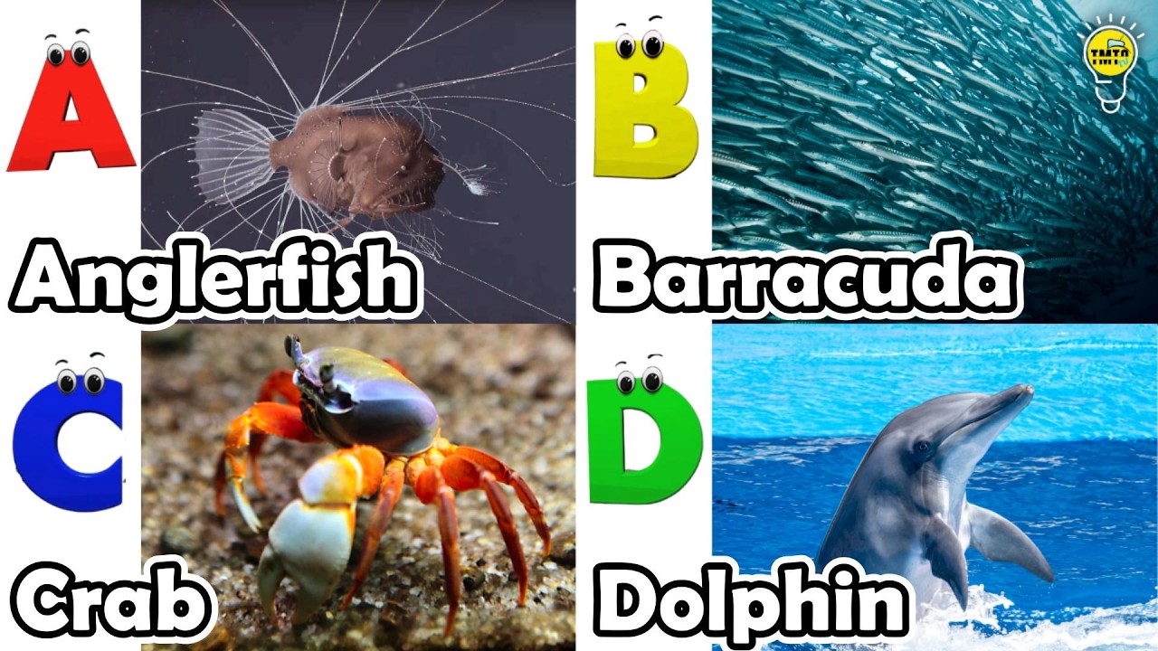 ABC Sea Animals song | Learn Alphabets | English and Animals for Kids | #anglerfish