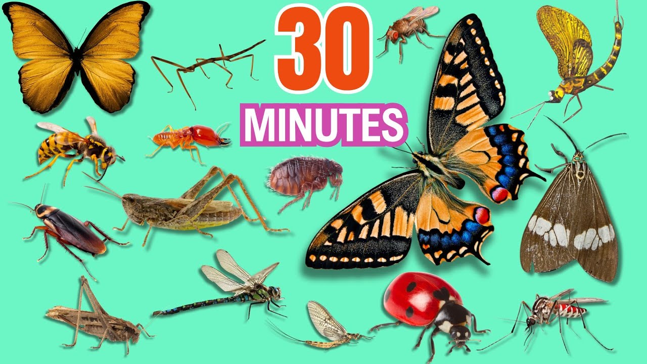 LEARN INSECT Names For 30 MINUTES