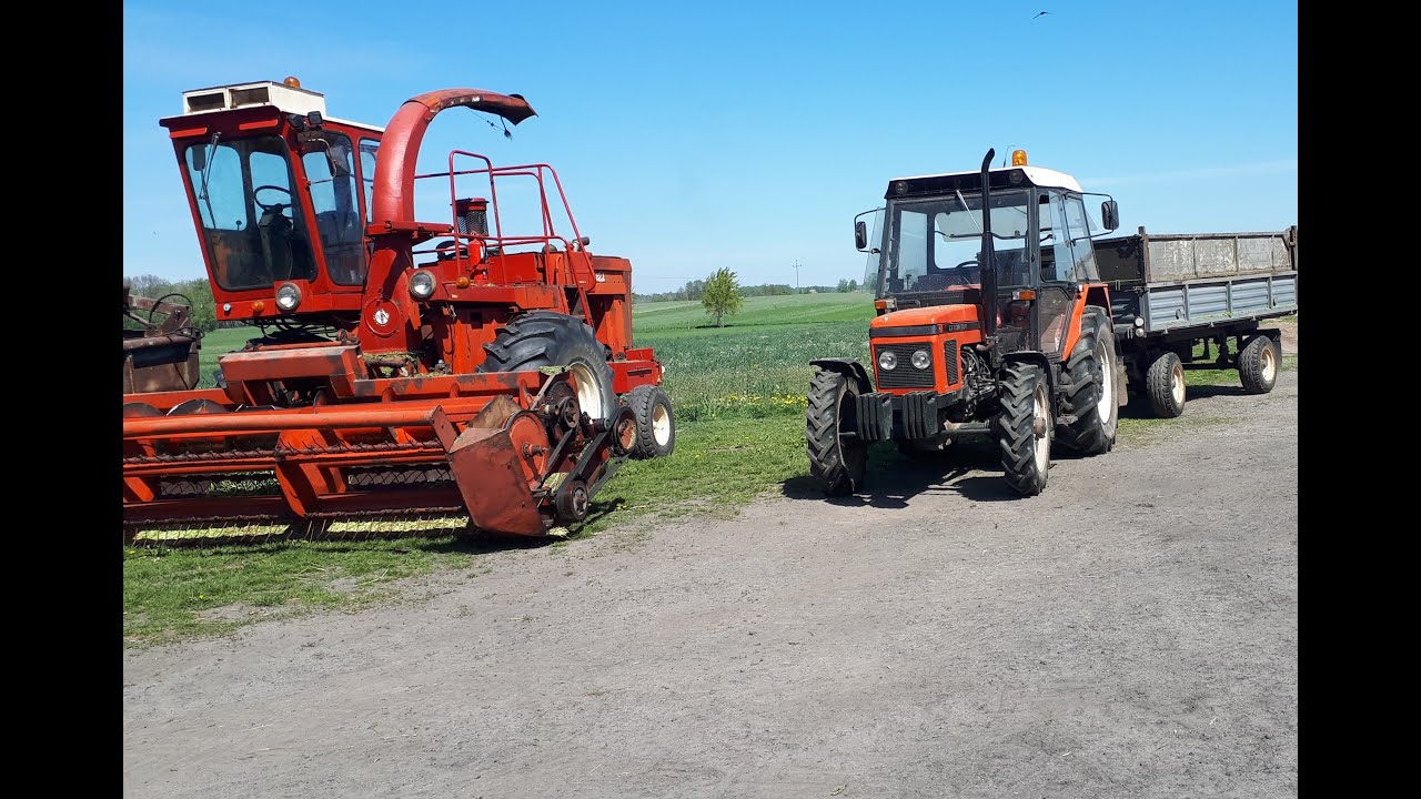 Żyto na kiszonkę.