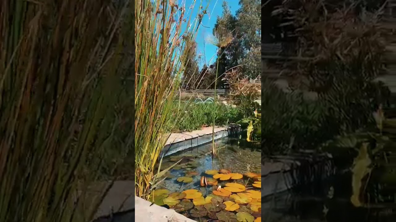 Piscinas sin cloro, filtro biol&oacute;gico, BIO-PISCINA