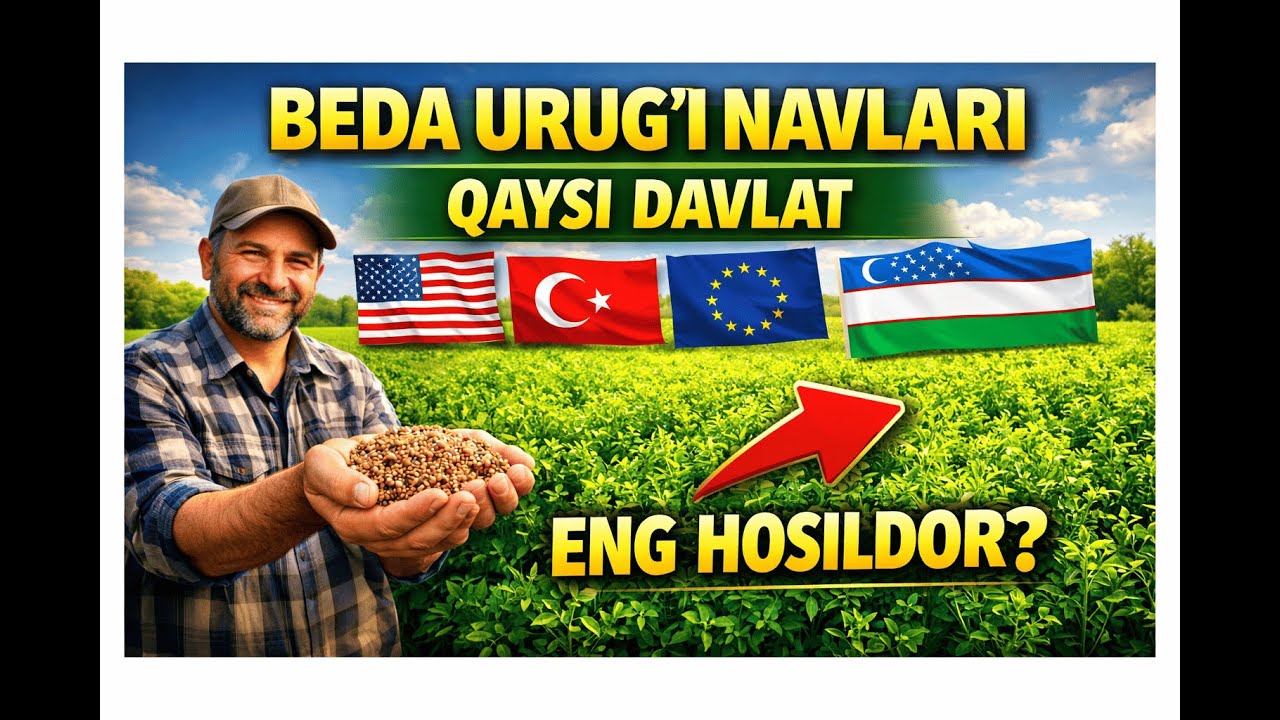 Beda urug‘i tanlash: hosildor navlar siri  #beda #urug #hosildorlik #dehqonchilik  #farming