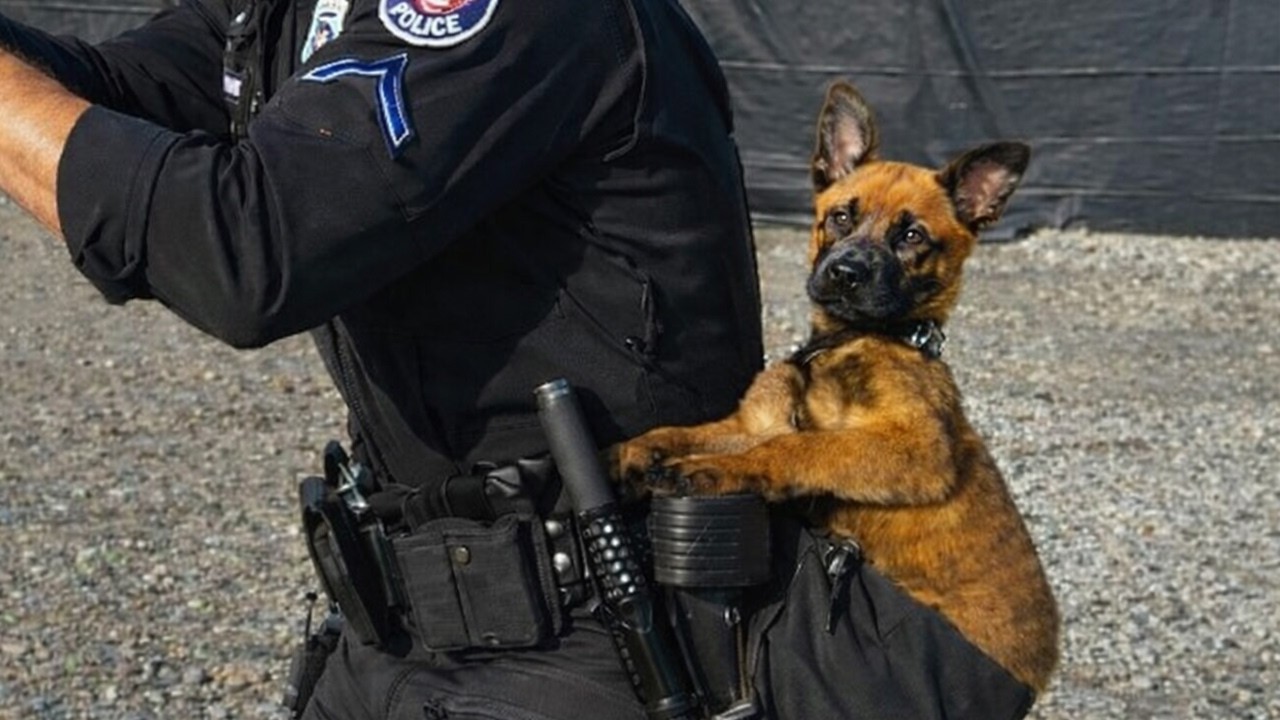 When a Police Dog’s First Day on the Job 😁 Funny Dog Videos of 2026