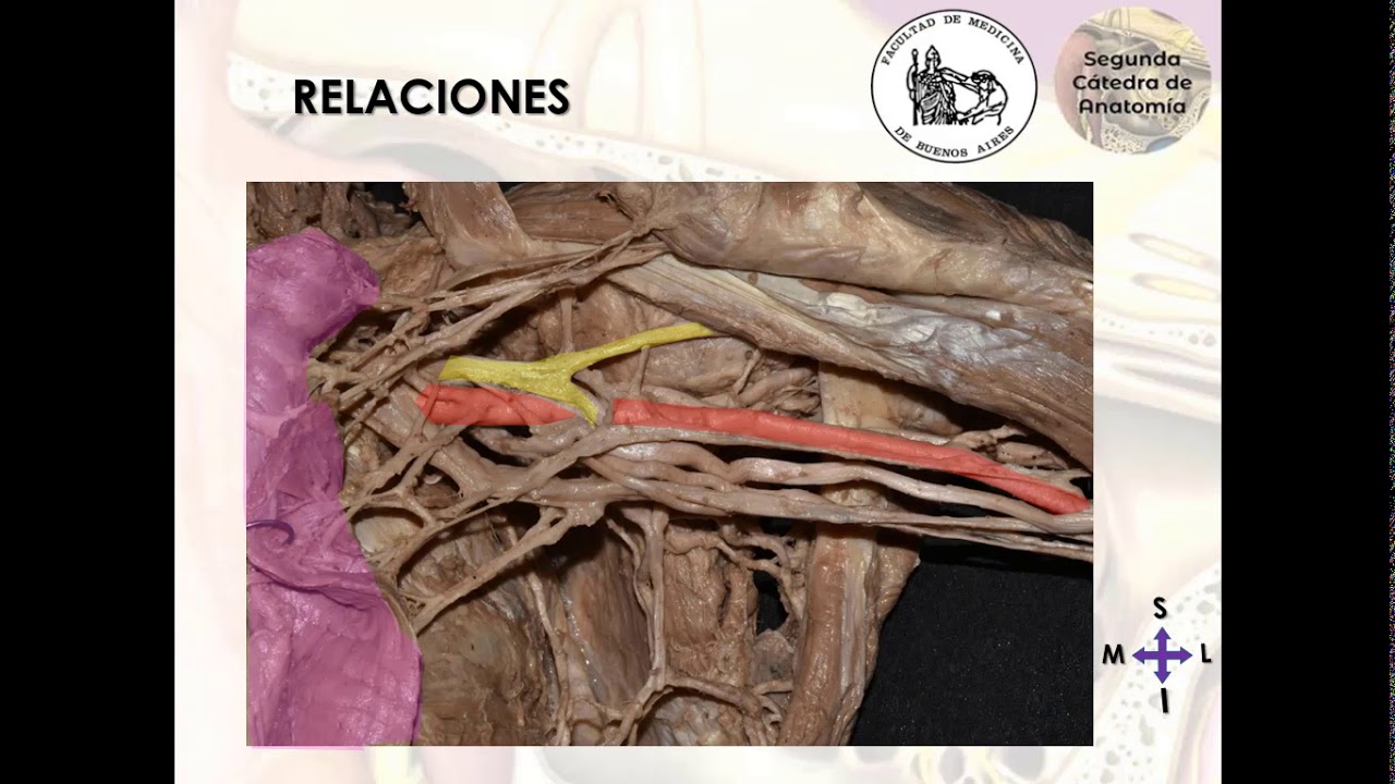 L2.1 | Arteria axilar y espacios axilares | Anatomía 2 | FMed UBA