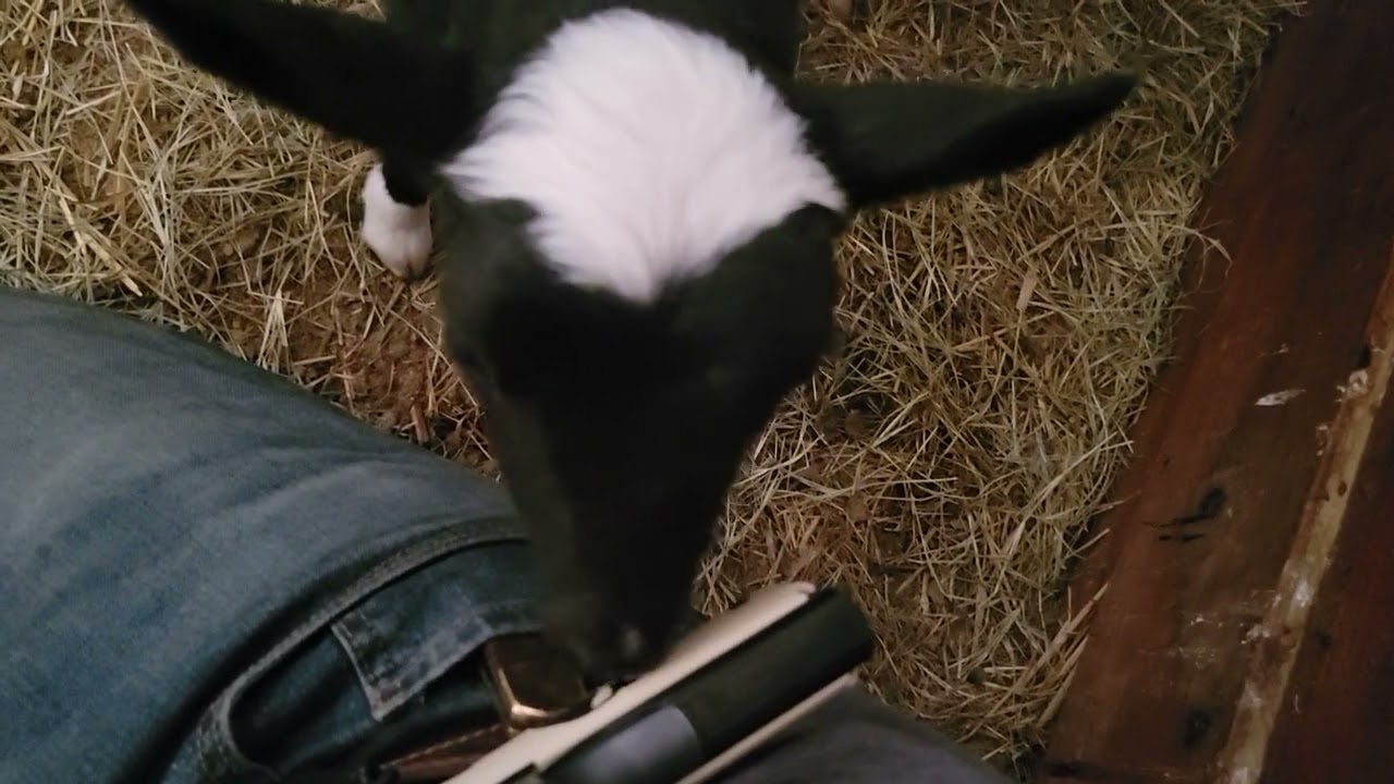 Baby goat obstacle course. Day 1