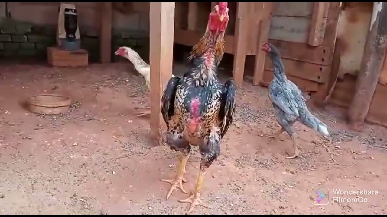 🐓✨ Criatório Coqueiral MG Galo índio Shamo Puro whatsapp 35998430203✨🐓
